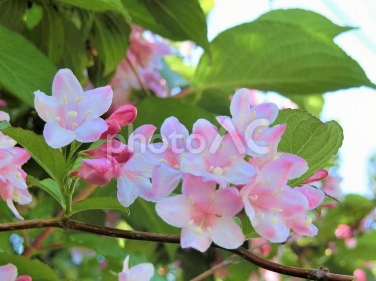 愛らしいピンクの花～タニウツギ～ タニウツギ,花,ピンクの写真素材
