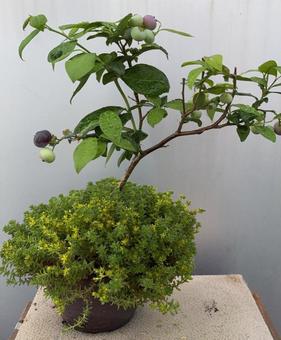 R7.6.30　ブルーベリー5年と万年草の写真