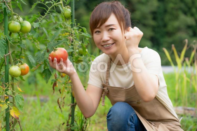 トマトを栽培する女性 家庭菜園,野菜,農業体験の写真素材