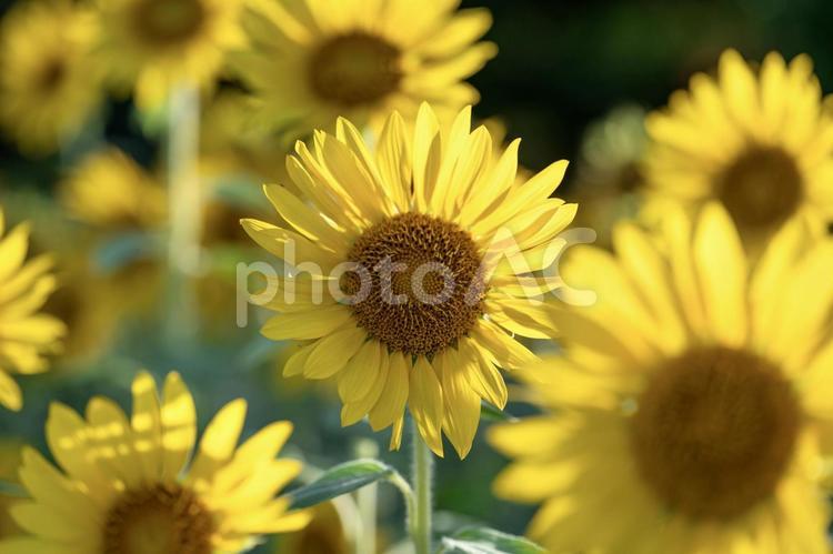 夏の風物詩・ひまわりが咲き誇る風景 ひまわり,夏,花の写真素材