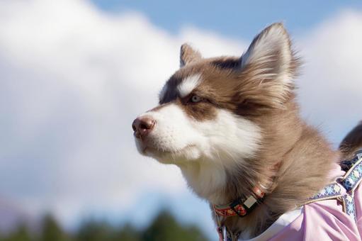 アラスカン・マラミュートの幼犬 犬,アラスカン・マラミュート,大型犬の写真素材