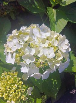 あじさいの写真