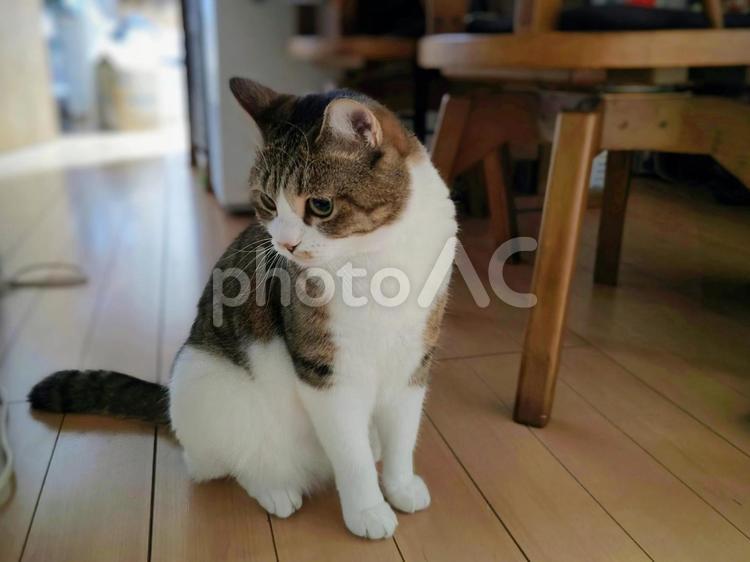 何かを見つめる猫 猫,ネコ,キジトラの写真素材