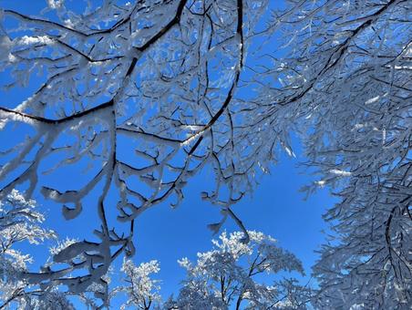 木に積もる雪　 樹氷,木に積もる雪,冬の青空の写真素材