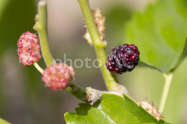 桑の実 桑の実,木の実,種の写真素材