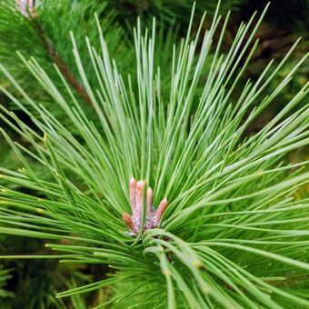 松 松,針葉樹,ツンツンの写真素材