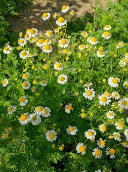 カモミール カモミール カモミール,花,ハーブの写真素材