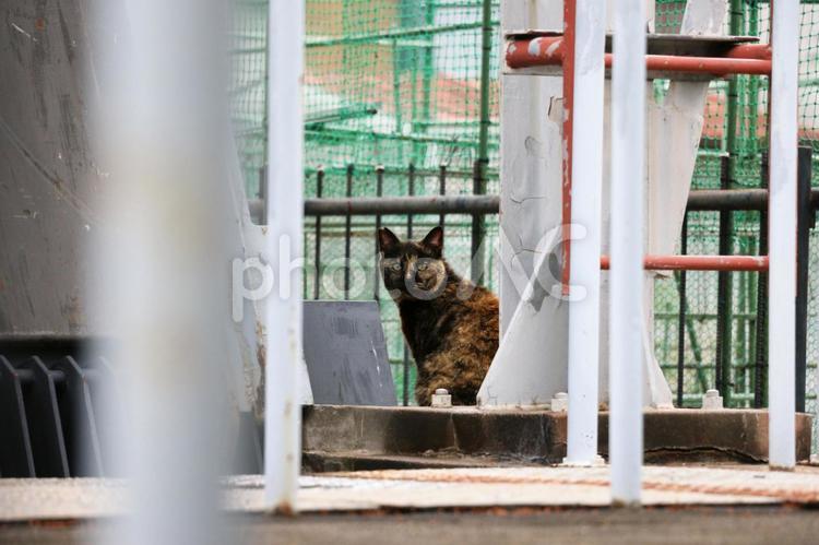 サビ猫にあった雨上がり 猫,サビ猫,ノラ猫の写真素材