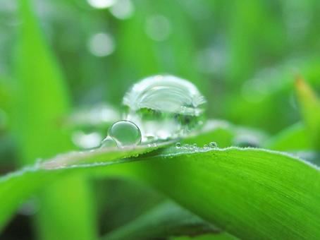 水滴と緑の葉の風景 水滴と緑の葉の風景 水滴,しずく,雨の写真素材