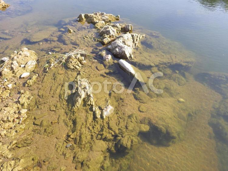 岩場のある流れの無い川辺 川辺,河川,岩場の写真素材