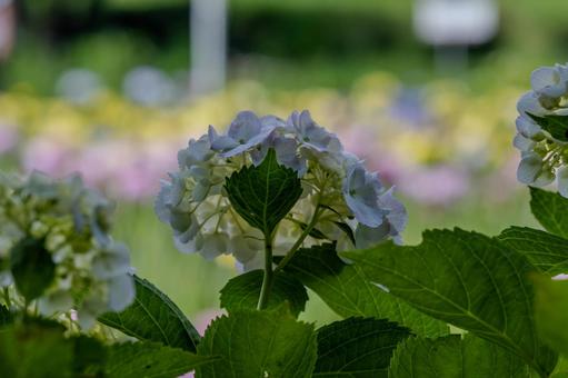 あげお花しょうぶ祭り あげお花しょうぶ祭りの写真