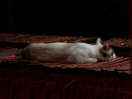 眠る猫 眠る猫の写真