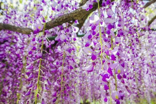藤の花 5月,ふじ,ふじの花の写真素材