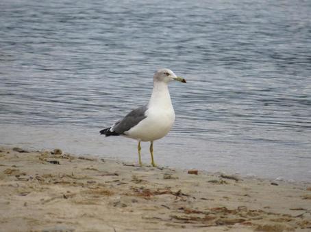 ウミネコ ウミネコの写真