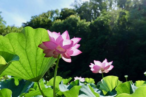 町田薬師池公園の大賀ハス 町田薬師池公園の大賀ハスの写真