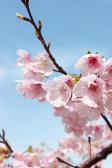 桜 河津桜,さくら,美しいの写真素材