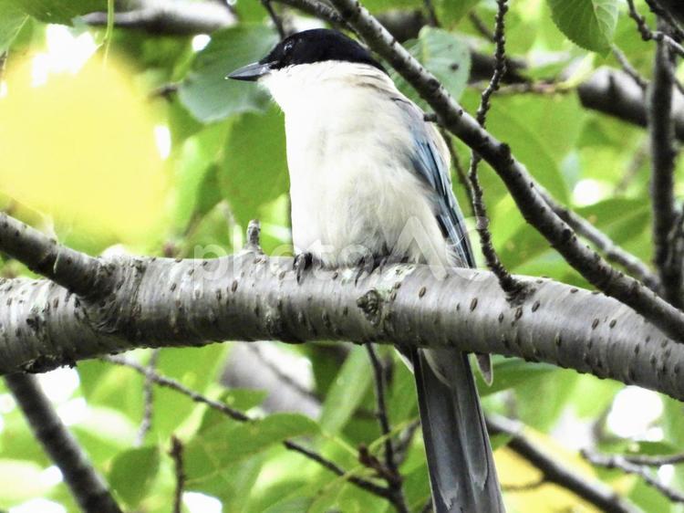 枝にとまるオナガ 鳥,野鳥,オナガの写真素材