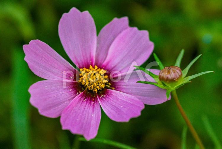 ＜五島の風景＞秋の草原に咲くコスモス こすもす,秋,花の写真素材