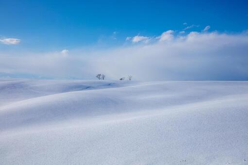 青空の下、幾重にも重なる雪の丘陵と木立 雪原,丘陵,起伏の写真素材