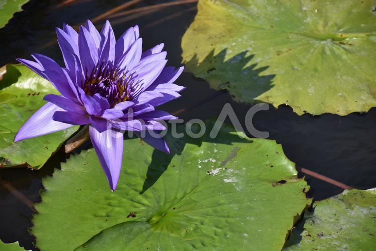 デレクターG.T.ムーア 花,植物,自然の写真素材