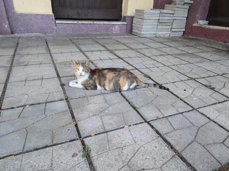 ブルガリアの猫 ブルガリアの猫の写真