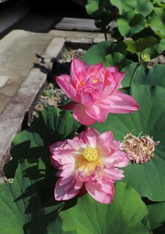 法金剛院 蓮の花 唐招提寺蓮 法金剛院 蓮の花 唐招提寺蓮の写真
