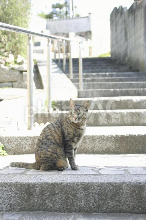 広島の町並みと動物1 広島,町並み,動物の写真素材