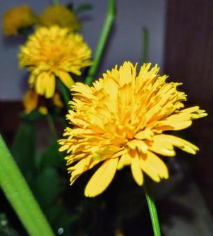 黄色い花 黄色い花の写真