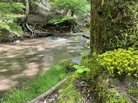 trees, moss, river, yeşillik, düz, nehir, JPG