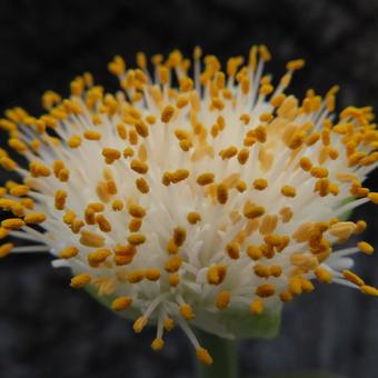 マユハケオモト（ハエマンサス） マユハケオモト,ハエマンサス,花の写真素材