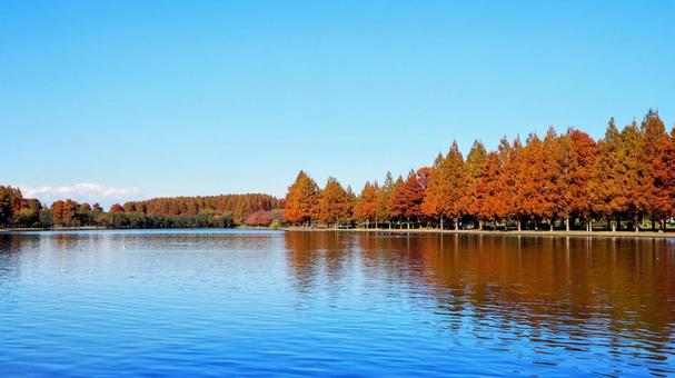 水元公園の紅葉・煉瓦色の木立＆池・葛飾区 秋,水元公園,紅葉の写真素材