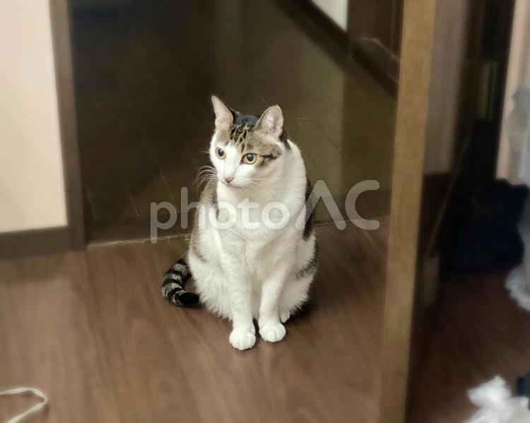 ドアの前でお座りするキジシロ猫様 猫,キジシロ,お座りの写真素材