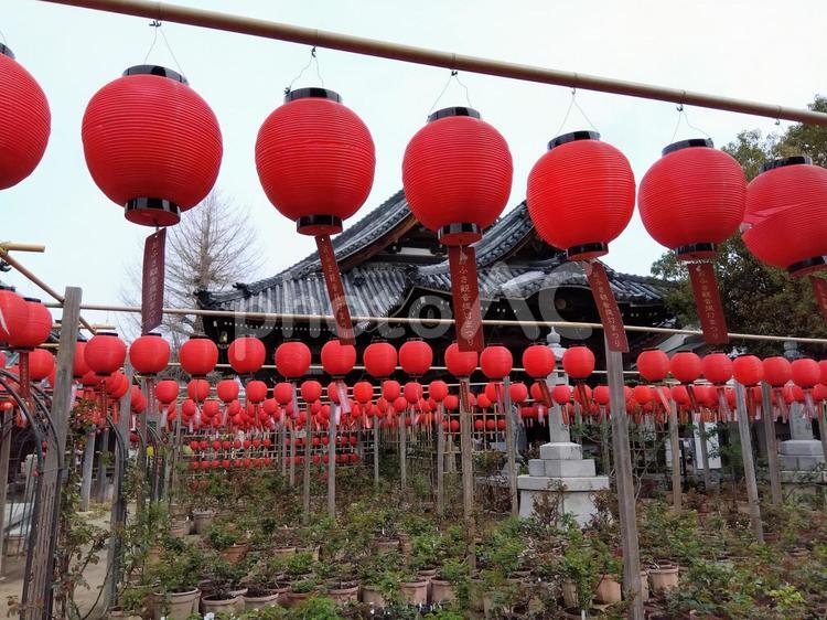 赤い提灯 赤い提灯,ちょうちん,提灯の写真素材