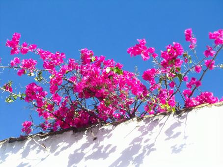 ブーゲンビリアが覗く白壁 ブーゲンビリアが覗く白壁 季節の花,春,コルドバの写真素材