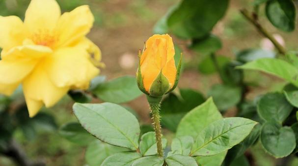 河津バカテル公園　秋バラ 薔薇,秋,花の写真素材