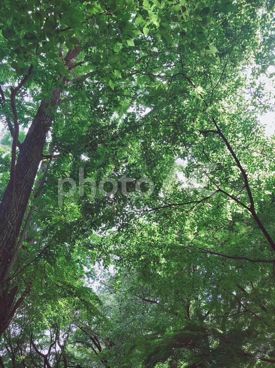 木漏れ日 木々,枝,空の写真素材