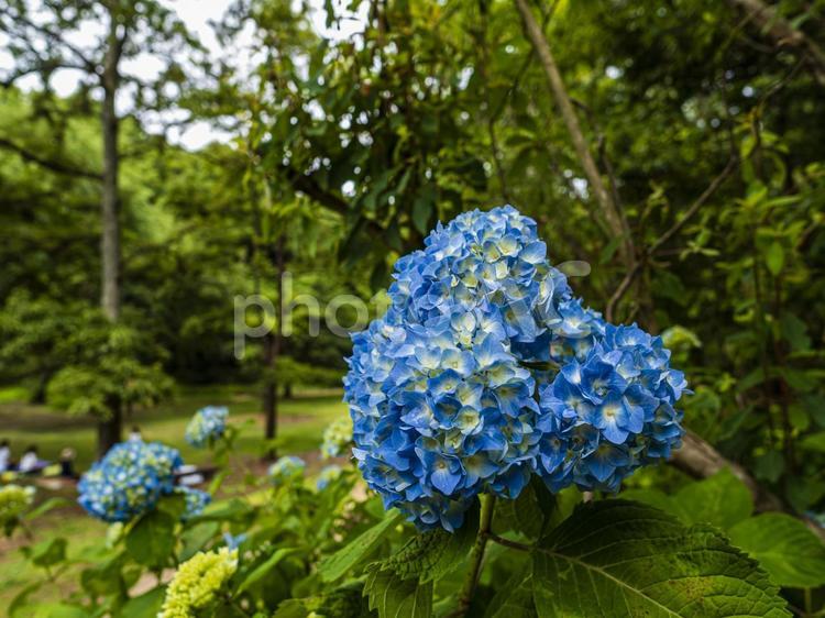 公園の青い紫陽花が咲きはじめた 紫陽花,アジサイ,花の写真素材