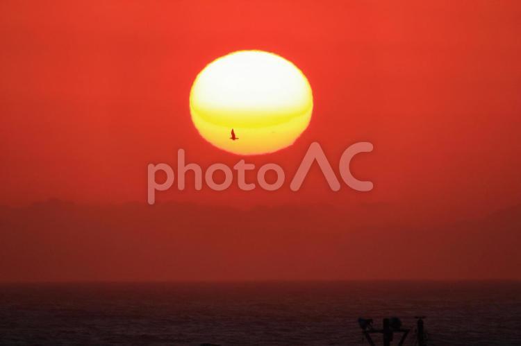 日暮れとカモメ 日暮れ,太陽,暁の写真素材