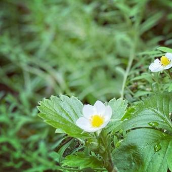 花 花の写真