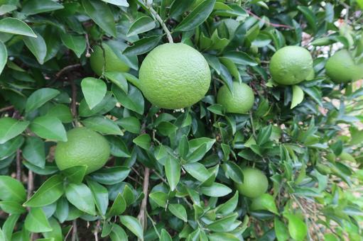 木になっている柑橘 柑橘,緑,みかんの写真素材