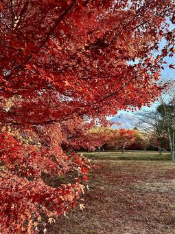 秋色に染まる紅葉と富士山 富士山,紅葉,もみじの写真素材