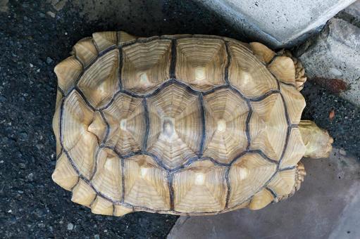 ケヅメヒョウモンリクガメ ケヅメヒョウモンリクガメの写真