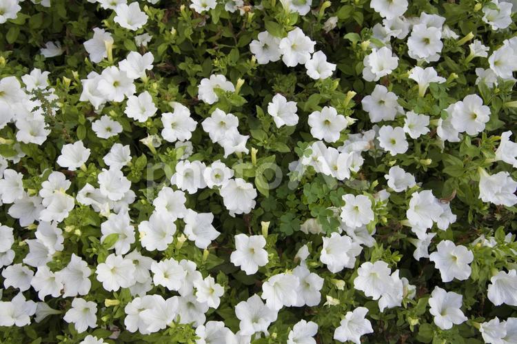 夏祭り会場の白い花4 花,夏,植物の写真素材