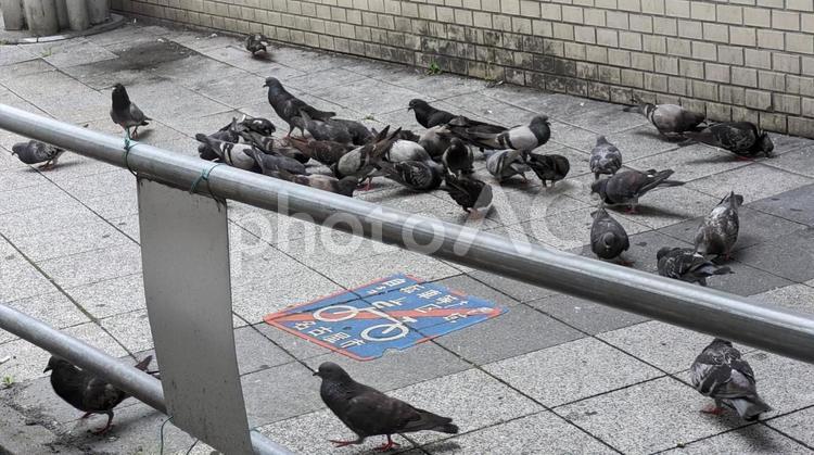 街と生き物 鳩,都会,鳥の写真素材