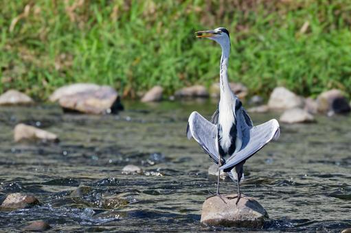 夏の河川で羽干しポーズをするアオサギ 夏の河川で羽干しポーズをするアオサギ アオサギ,青鷺,サギの写真素材