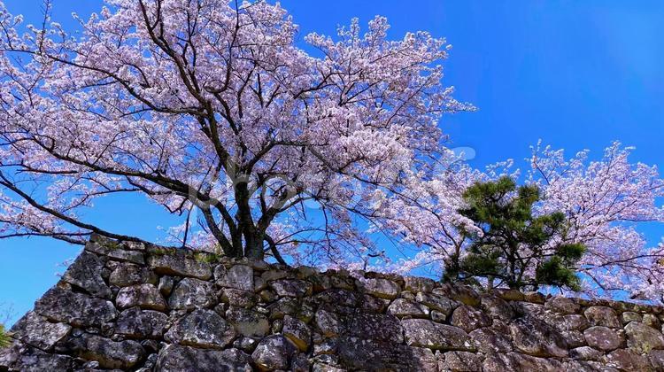 春の北近江・湖北 桜の季節の「国宝・彦根城」石垣（太鼓門櫓手前） 滋賀,桜,城の写真素材