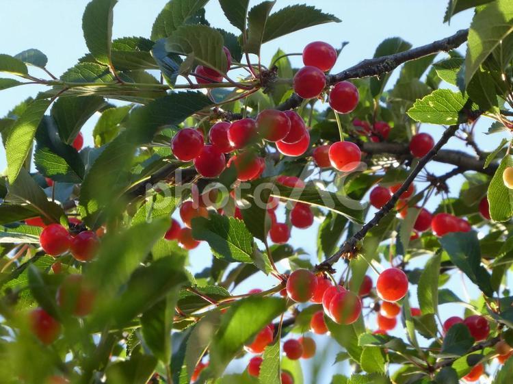 赤く熟れたさくらんぼ さくらんぼ,チェリー,フルーツの写真素材