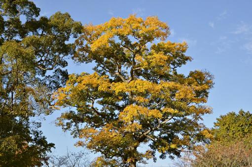 欅 欅,ケヤキ,けやきの写真素材