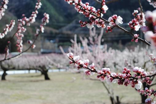 Photo, shinshu, chikuma-shi, anzu no sato, 