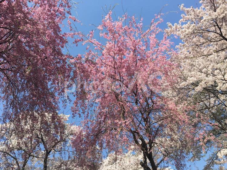さまざまな色、形のサクラ 花,桜,彩の写真素材